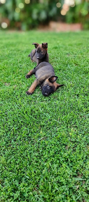 Pui Ciobanesc Belgian "Malinois" - imagine 4