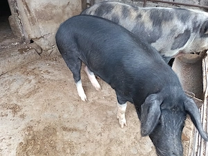 Porc de vânzare 