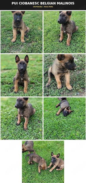 Pui Ciobanesc Belgian "Malinois" - imagine 5