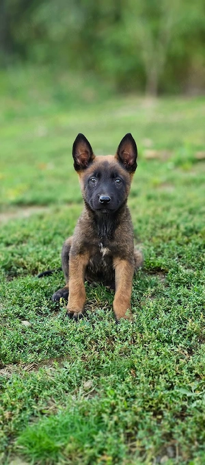 Pui Ciobanesc Belgian "Malinois" - imagine 2