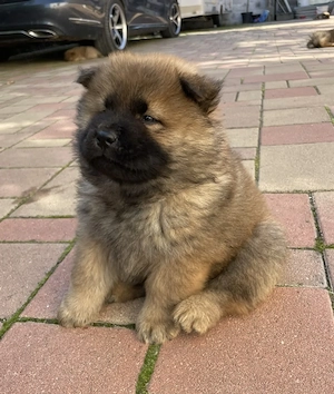 Chow chow mascul isi cauta casa noua - imagine 2