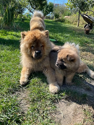 Chow chow mascul isi cauta casa noua - imagine 3