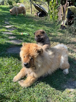 Chow chow mascul isi cauta casa noua - imagine 4