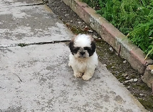 shih tzu talie mică ajut cu transport în țară contra cost