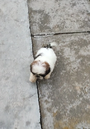 shih tzu talie mică ajut cu transport în țară contra cost - imagine 2
