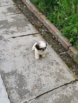 shih tzu ajut cu transport în țară - imagine 4
