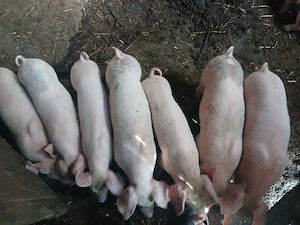 Vănd purcei Pietraini cu Marele Alb