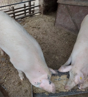Vând porci