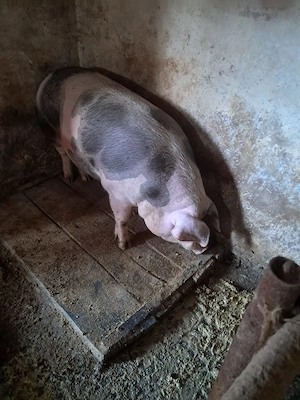 Porc aproximativ 180 kilograme rasă pietrean vârsta 1 an mai multe detalii la telefon 