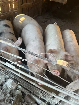 Vând 5 porci
