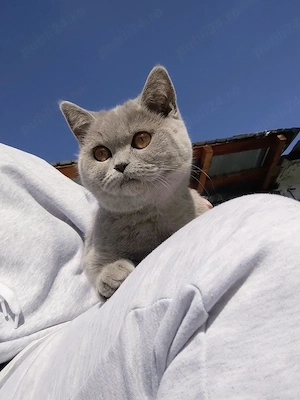 British shorthair blue - imagine 2