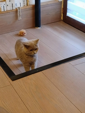 British shorthair blue - imagine 3