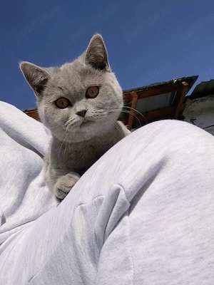 British shorthair blue