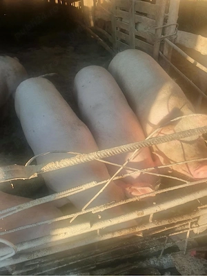 Vând 5 porci - imagine 3