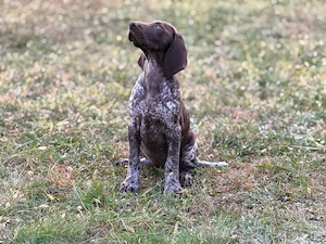 Brac german par scurt cu pedigree - imagine 2