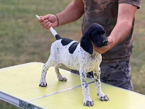 Brac german par scurt cu pedigree - imagine 3