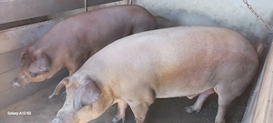 Porci duroc de vânzare 