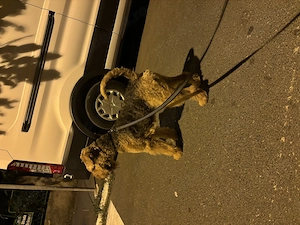Mascul de Airedale Terrier disponibil pentru montă - imagine 4