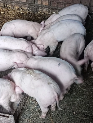 Vând purcei de 8 săptămâni - imagine 3