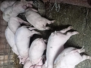 Vând purcei de 8 săptămâni