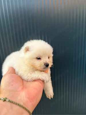 vand pomeranian - imagine 2