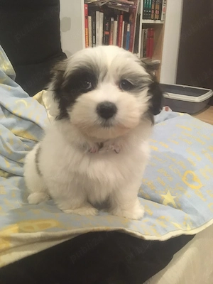 donez fetita de bichon havanez 9 saptamani