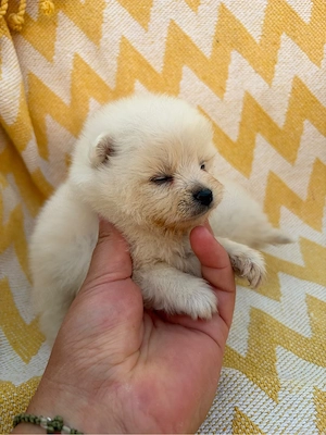 vand pomeranian - imagine 2