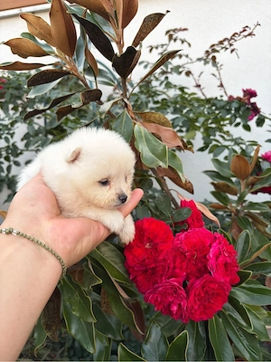 Vand pomeranian - imagine 2