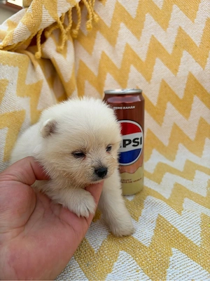 vand pomeranian - imagine 2