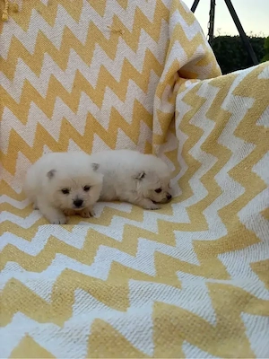 vand pomeranian