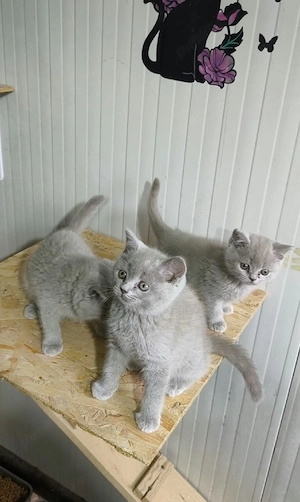 British Shorthair Blue - imagine 4