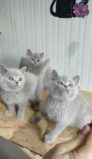 British Shorthair Blue - imagine 2