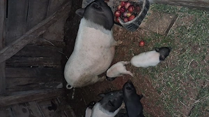 Vând purcei cu mamele lor sau schimb cu capre sau oi.   - imagine 2
