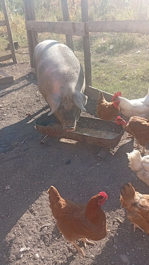 Porc marele alb  de vanzare 