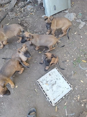 Catei malinois  - imagine 4