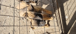 Catei malinois  - imagine 5