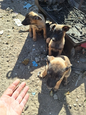 Catei malinois  - imagine 2