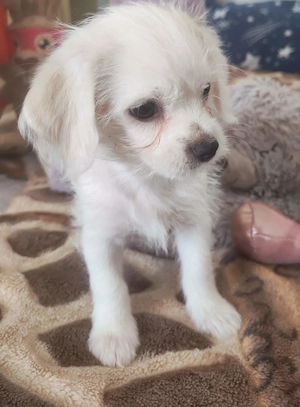 De vânzare pui de bichon - imagine 4