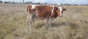 vaca baltata românească.  - imagine 2