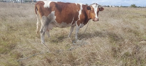 vaca baltata românească.  - imagine 5