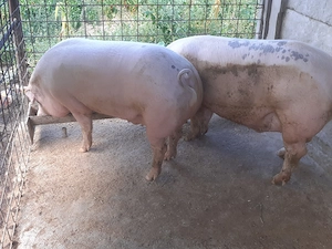 Porci si purcele de vânzare.  - imagine 3