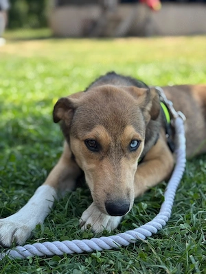 Donez catelusa de 5 luni, mama metis Husky, un ochi albastru
