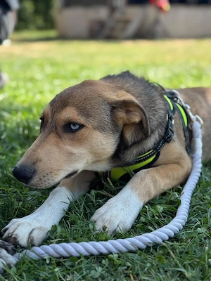 Donez catelusa de 5 luni, mama metis Husky, un ochi albastru - imagine 4