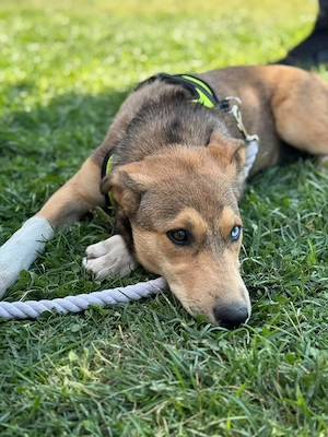 Donez catelusa de 5 luni, mama metis Husky, un ochi albastru - imagine 3
