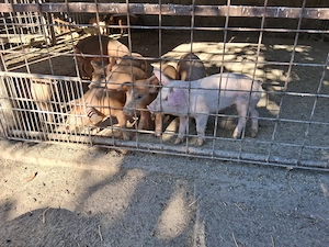 Vând purceluși de 2 luni - imagine 2