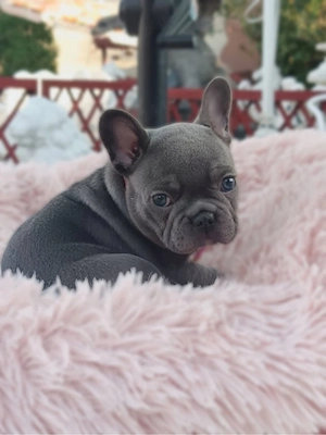Bulldog francez femela