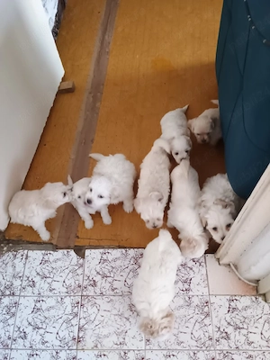 Bichon maltez 