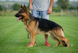 Mascul ciobanesc german cu pedigree - imagine 2
