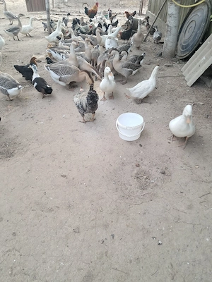 pasari de vânzarea 