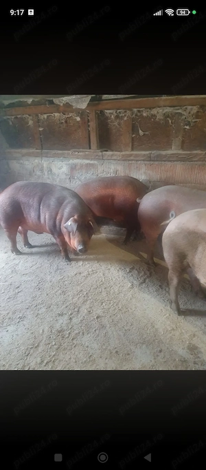 Porci duroc de vânzare 